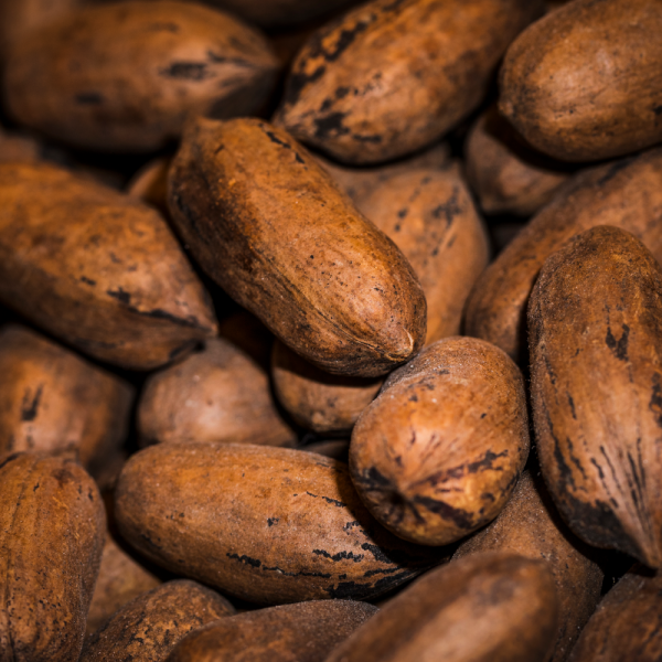 Cacao Fino de Aroma – En Grano